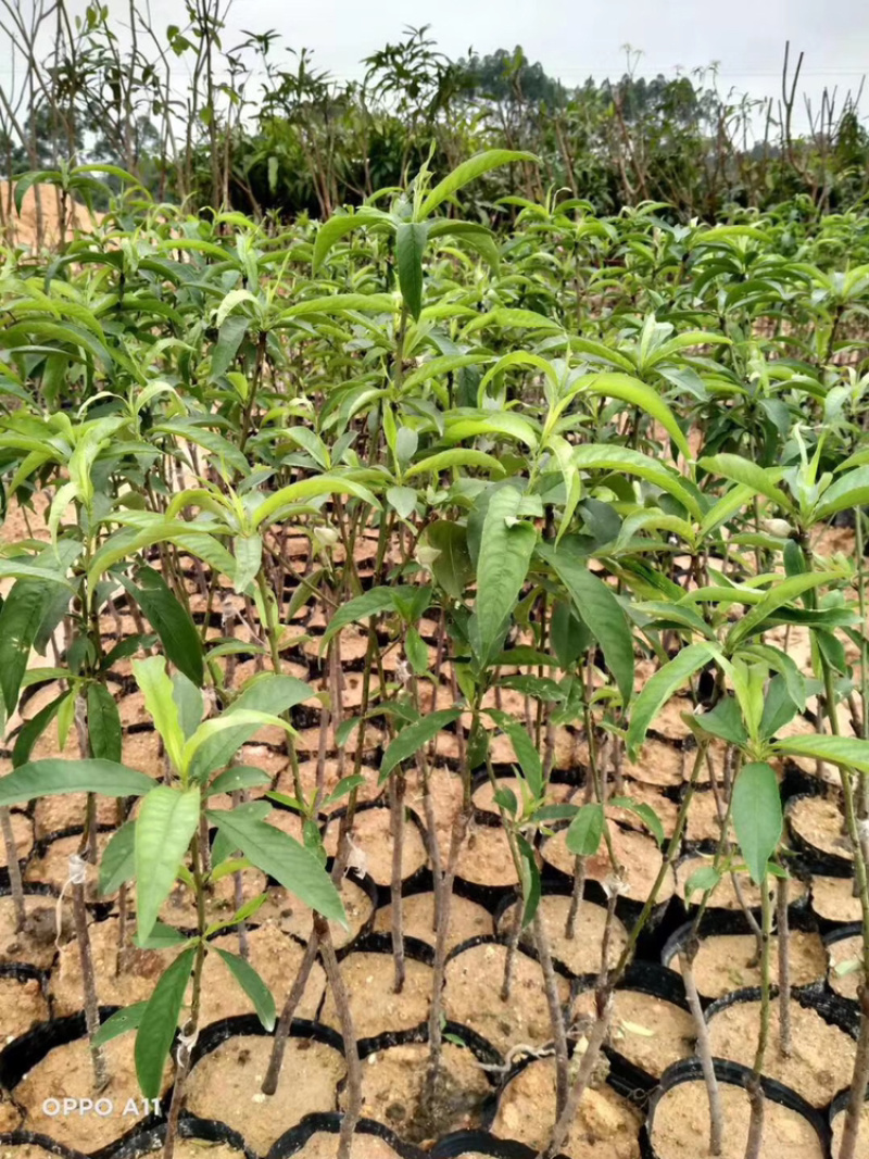 水蜜桃苗鹰嘴桃苗嫁接两年苗一米左右高度