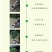 嫁接沉香桂树苗盆栽嫁接丹桂花苗浓香型室内阳台客厅
