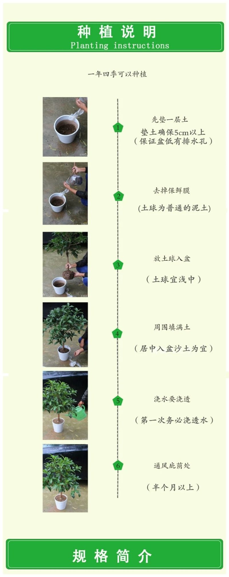 嫁接沉香桂树苗盆栽嫁接丹桂花苗浓香型室内阳台客厅