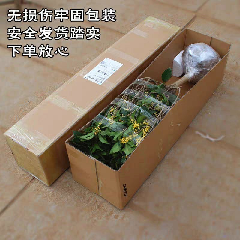 嫁接沉香桂树苗盆栽嫁接丹桂花苗浓香型室内阳台客厅