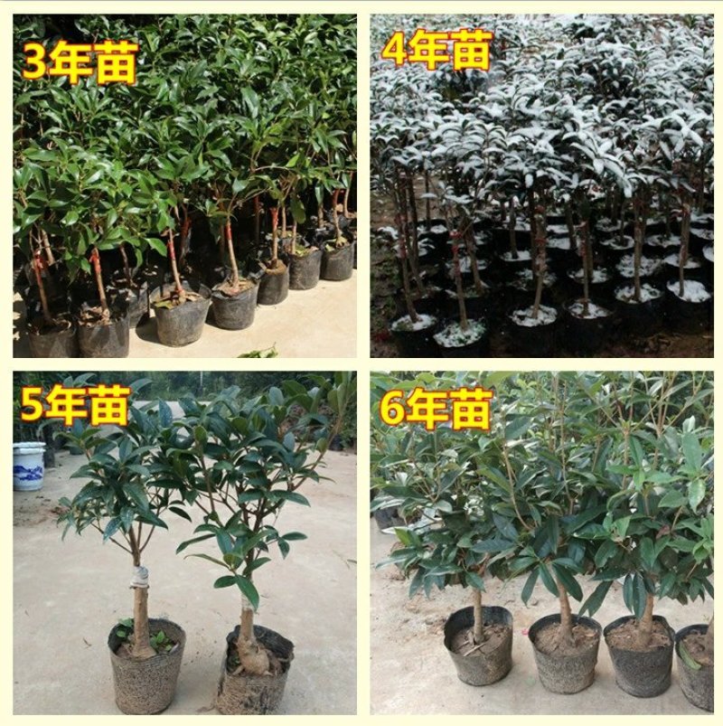 嫁接沉香桂树苗盆栽嫁接丹桂花苗浓香型室内阳台客厅
