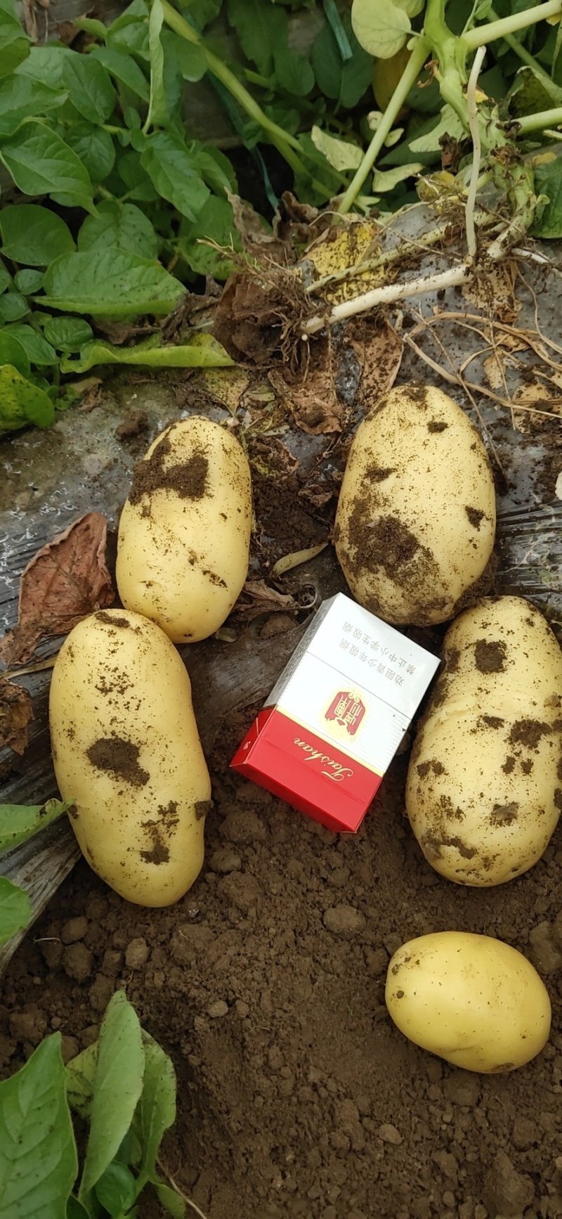山东潍坊安丘荷兰十五土豆大量上市，可供市场，超市，出口等