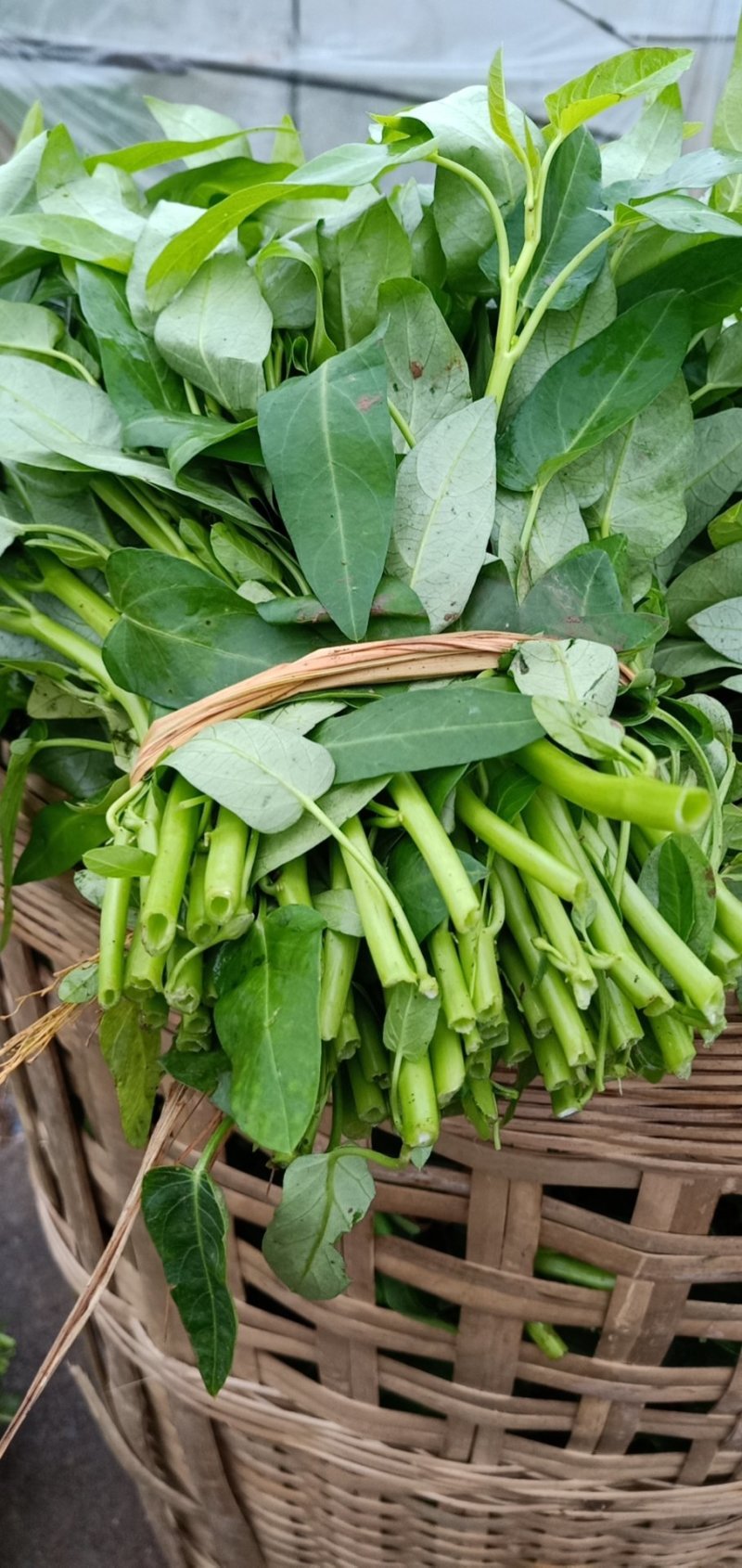 空心菜