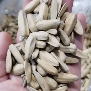 黄多味瓜子