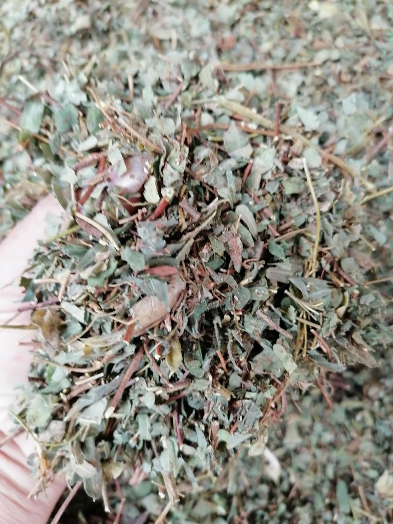 鸡骨草叶，（相思叶）新鲜干净无杂质
