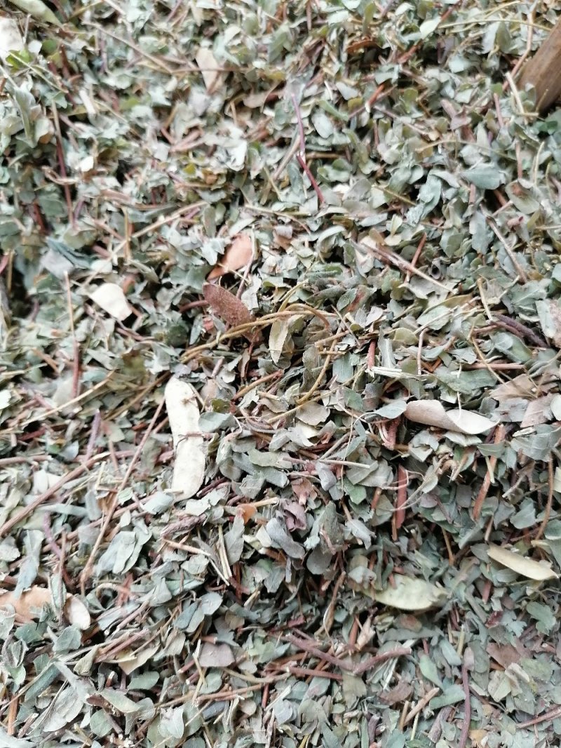 鸡骨草叶，（相思叶）新鲜干净无杂质