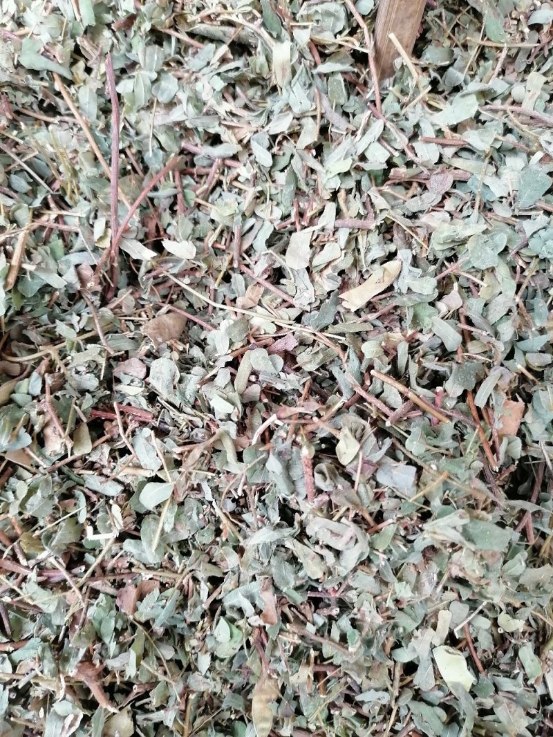 鸡骨草叶，（相思叶）新鲜干净无杂质
