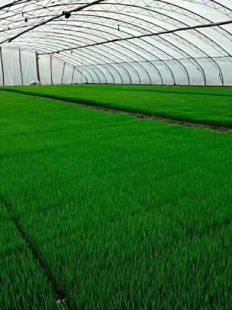 东北平安镇稻花香2号大米