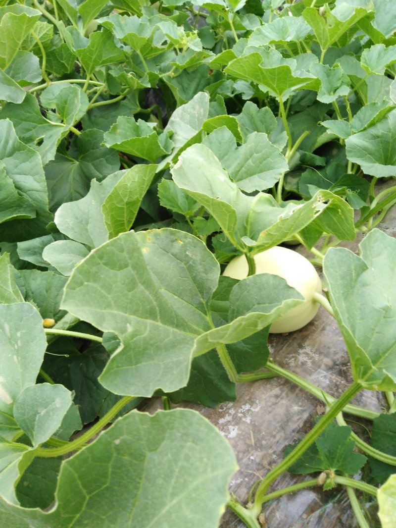 瓜果蔬菜