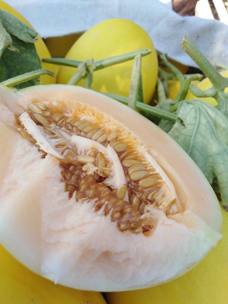 瓜果蔬菜