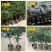 【聚便宜】嫁接桂花树苗地栽户外庭院绿化植物花卉浓香型金桂
