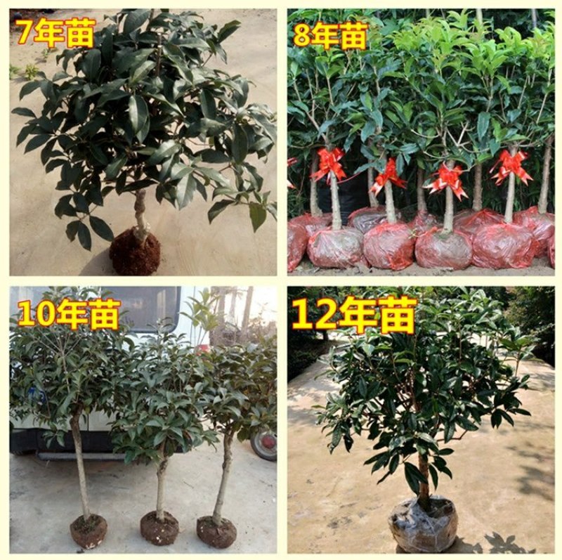 【聚便宜】嫁接桂花树苗地栽户外庭院绿化植物花卉浓香型金桂