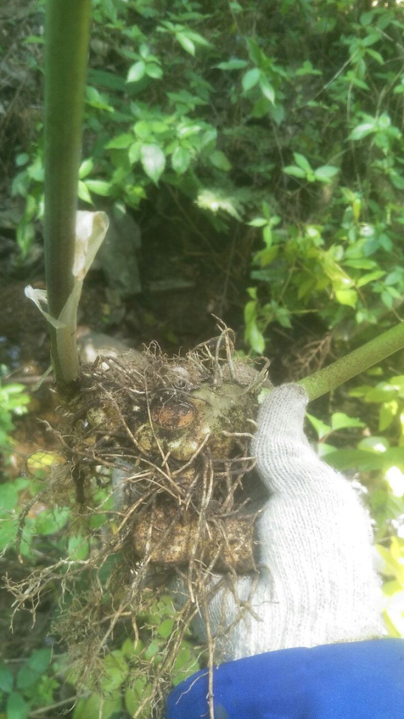 黄精也生老虎机山沟里挖来的