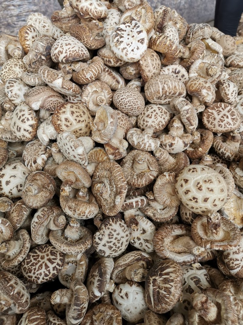 花菇，河南批发筛选天白花菇大中小多规格，