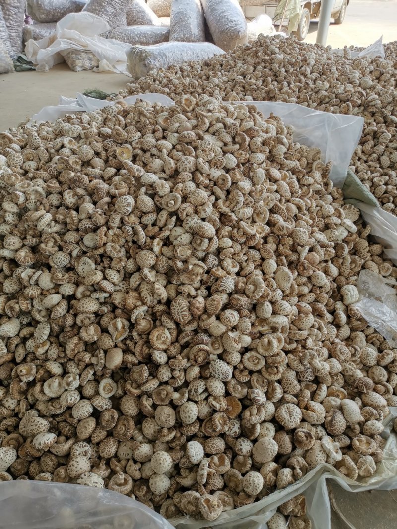 花菇，河南批发筛选天白花菇大中小多规格，