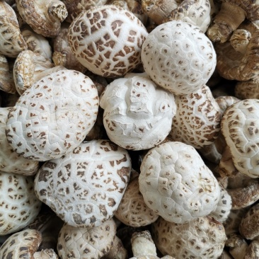 花菇，河南批发筛选天白花菇大中小多规格，