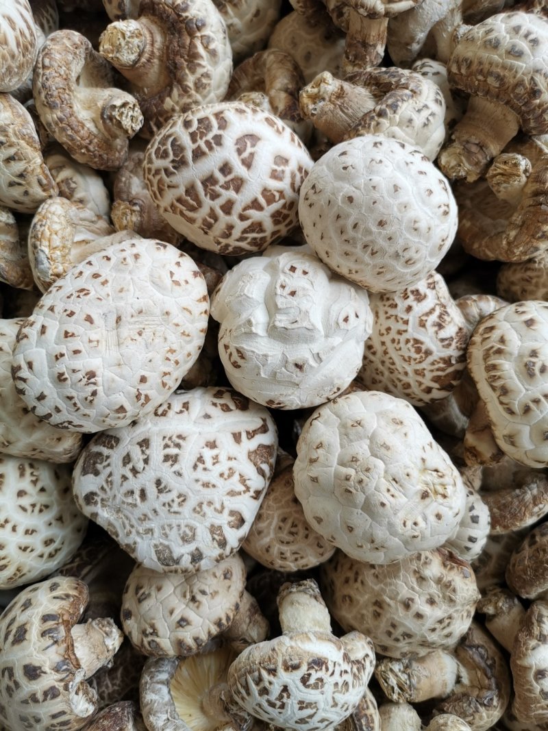花菇，河南批发筛选天白花菇大中小多规格，