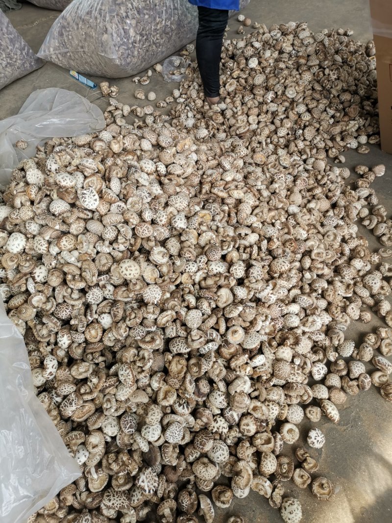 花菇，河南批发筛选天白花菇大中小多规格，