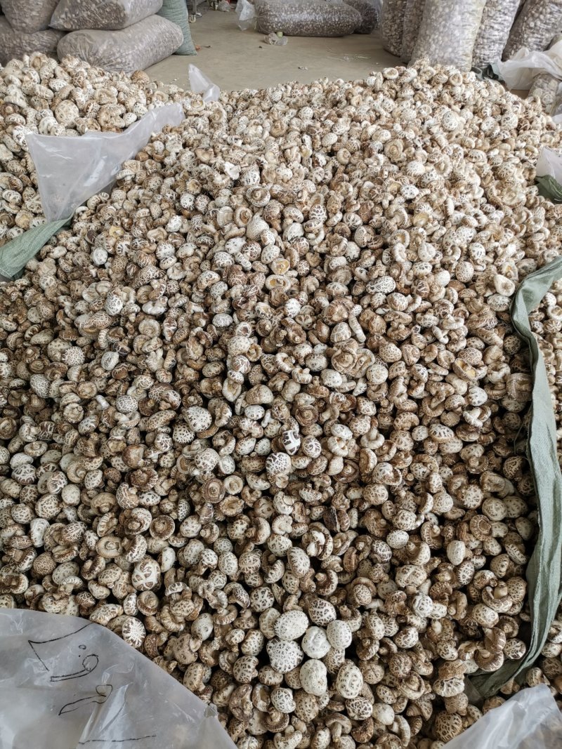 花菇，河南批发筛选天白花菇大中小多规格，