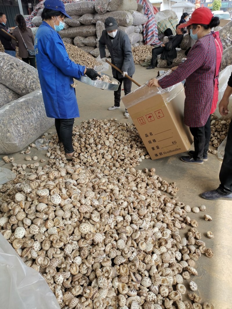 花菇，河南批发筛选天白花菇大中小多规格，