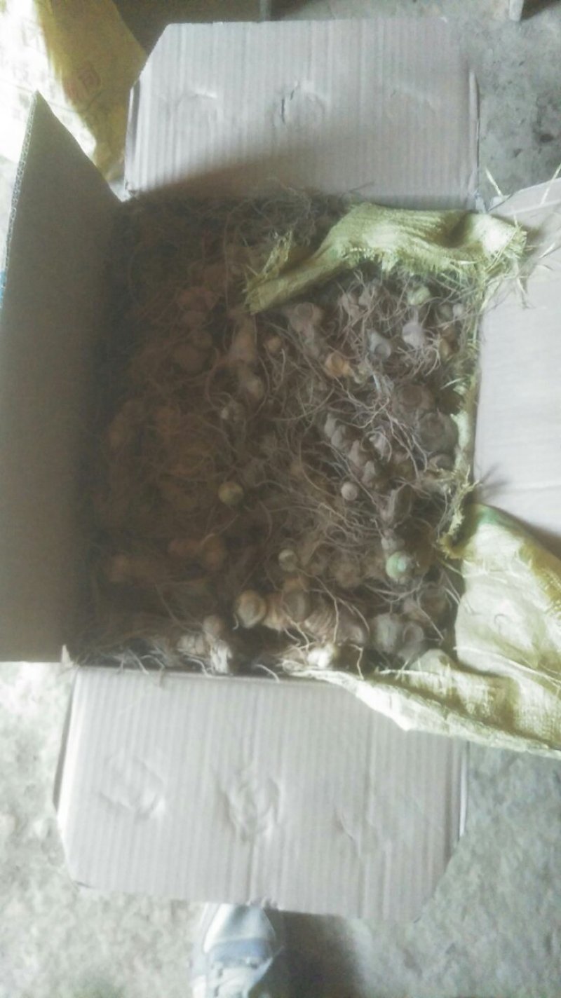 黄精也生老虎机山沟里挖来的