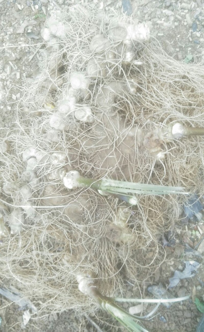 黄精也生老虎机山沟里挖来的