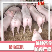 贵州三元仔猪长白仔猪全国免费包送到家包成活