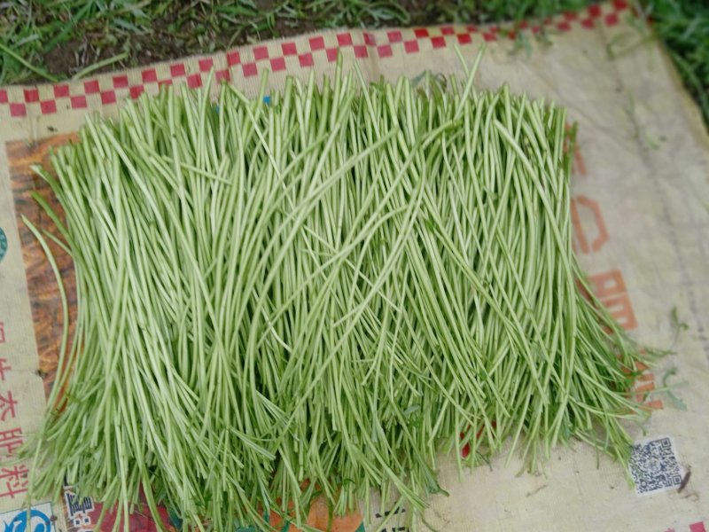 新鲜蔬菜生产基地直供芦蒿