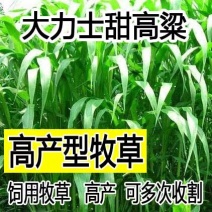 进口牧草种子大力士甜高粱种子饲用甜高粱草籽牛羊高产牧草种