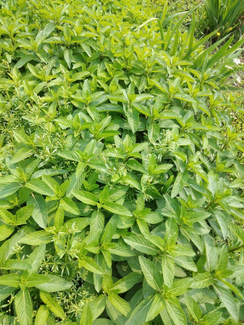 薄荷苗留兰香薄荷，胡椒薄荷【食用薄荷，药典品种】