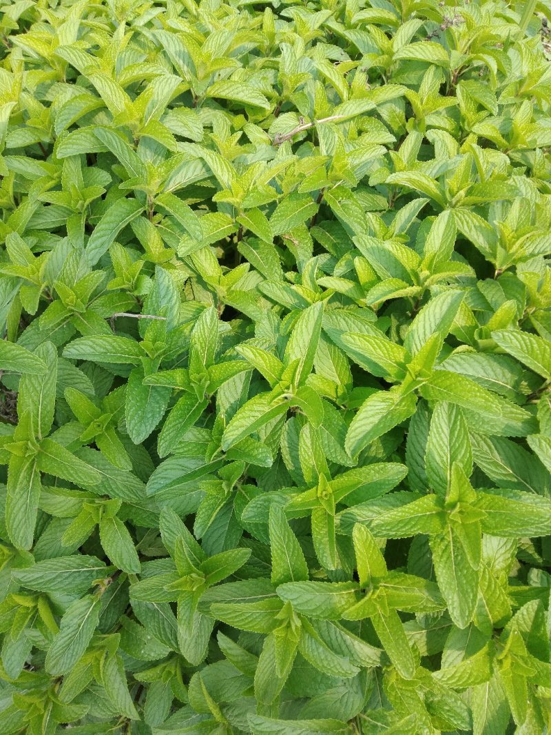 薄荷苗留兰香薄荷，胡椒薄荷【食用薄荷，药典品种】