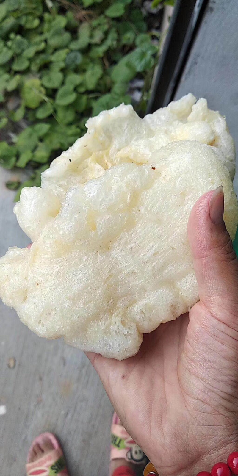 鲜广肚