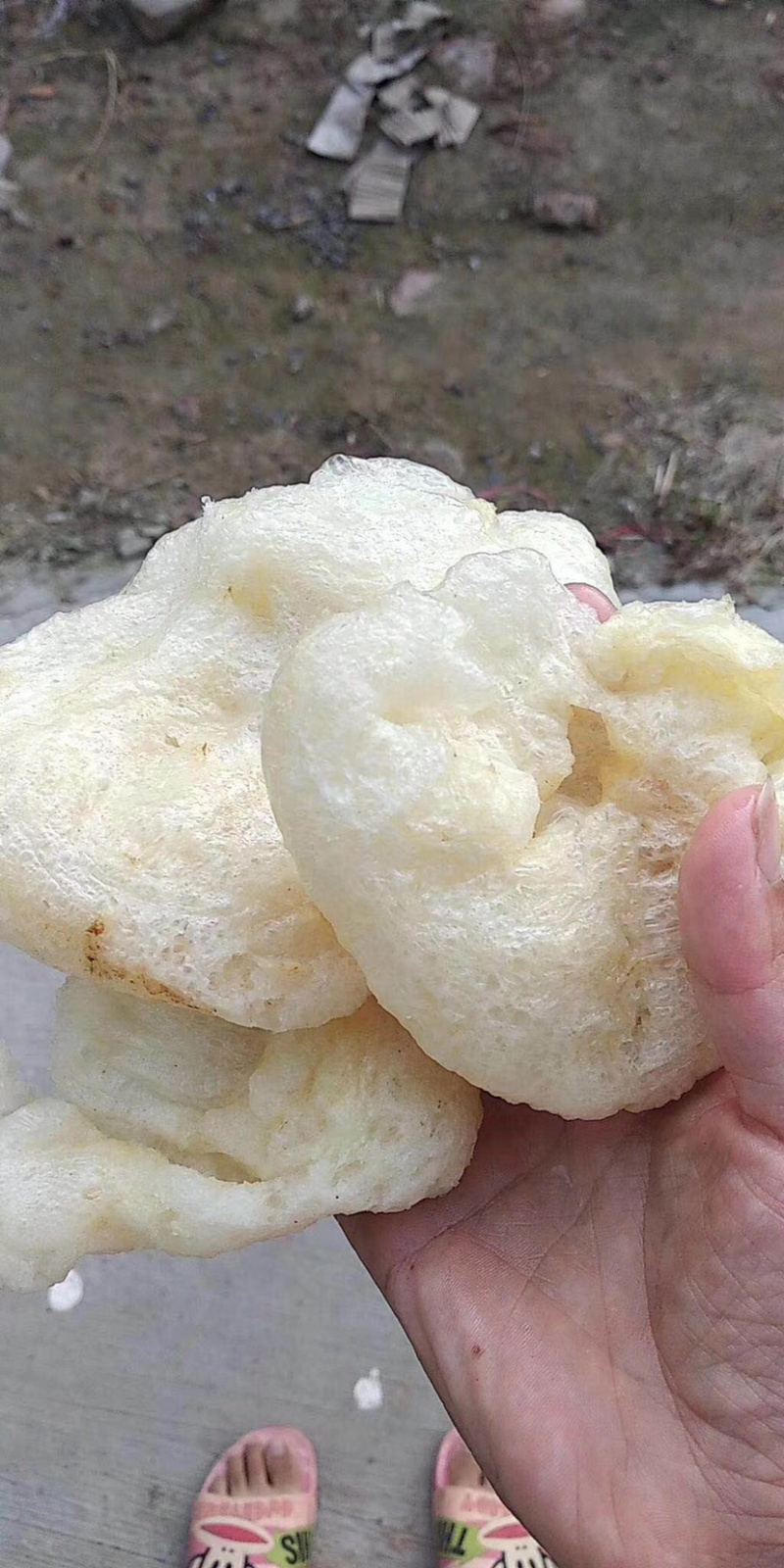 鲜广肚