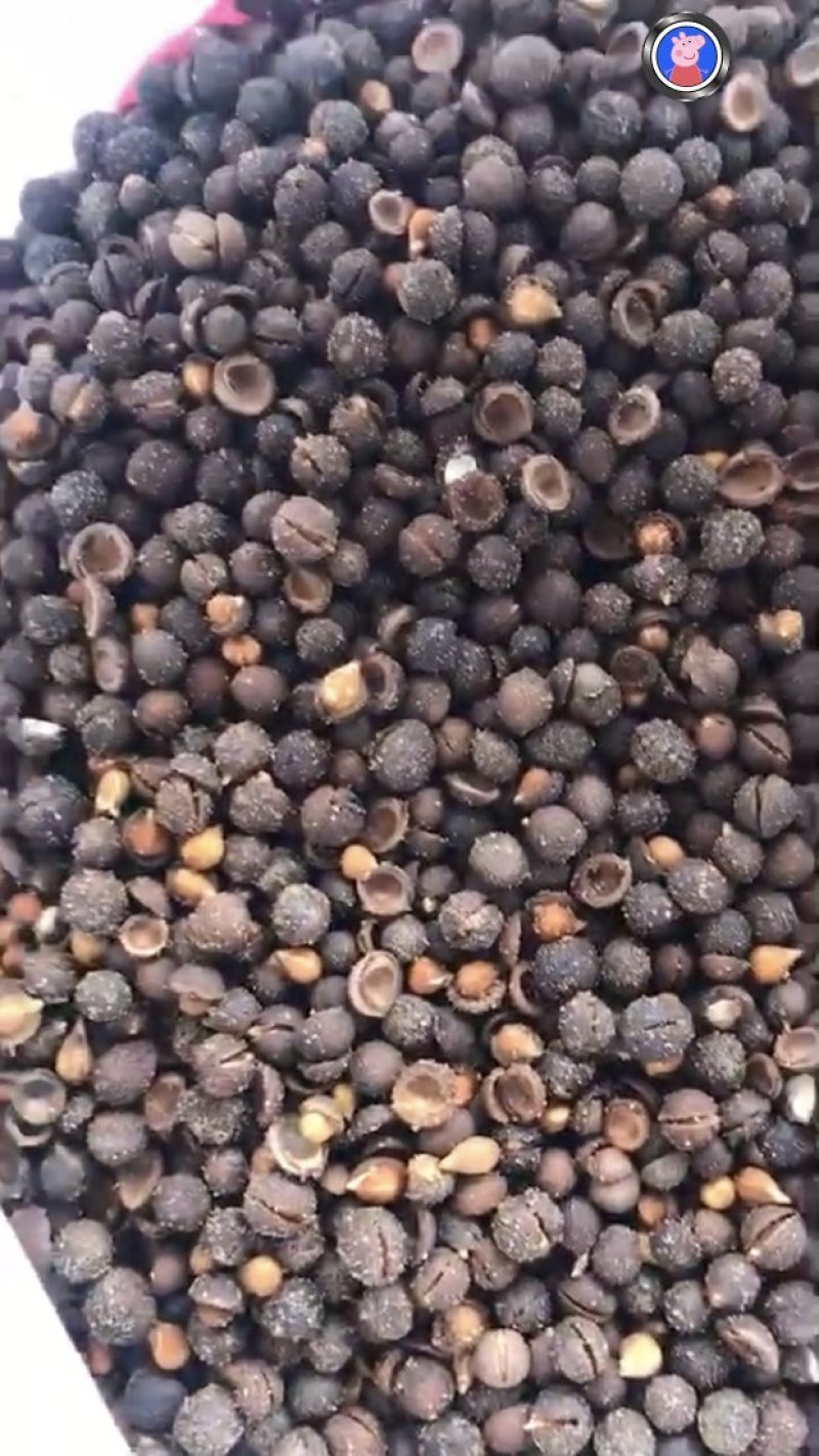 榆叶梅种子
