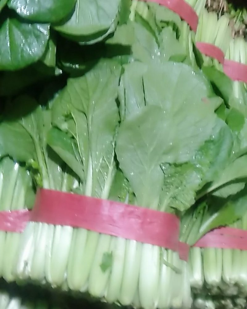 河北邯郸精品小白菜，保质保量交通运输方便，城信经营