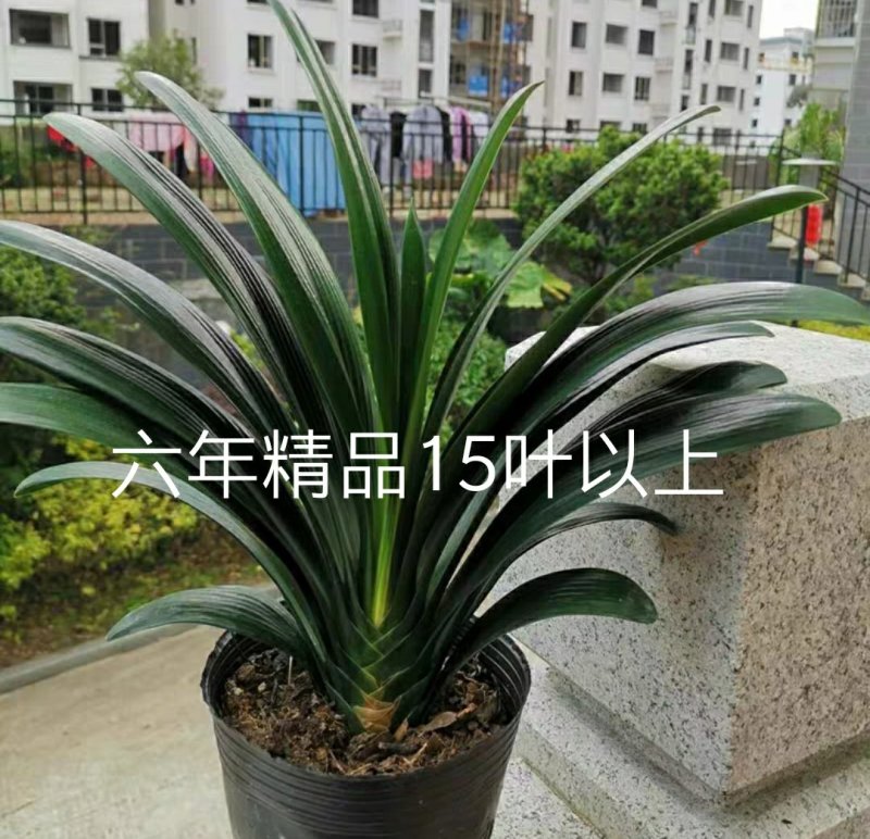 君子兰老苗小苗四季名贵精品室内盆栽宽叶君子橘红色