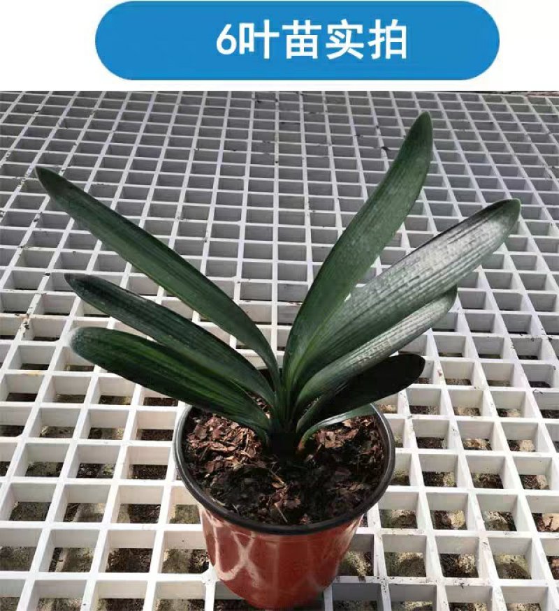 君子兰老苗小苗四季名贵精品室内盆栽宽叶君子橘红色