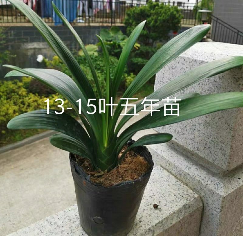 君子兰老苗小苗四季名贵精品室内盆栽宽叶君子橘红色