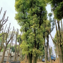40-200公分丛生香樟自家苗圃，基地直销，一手货源。