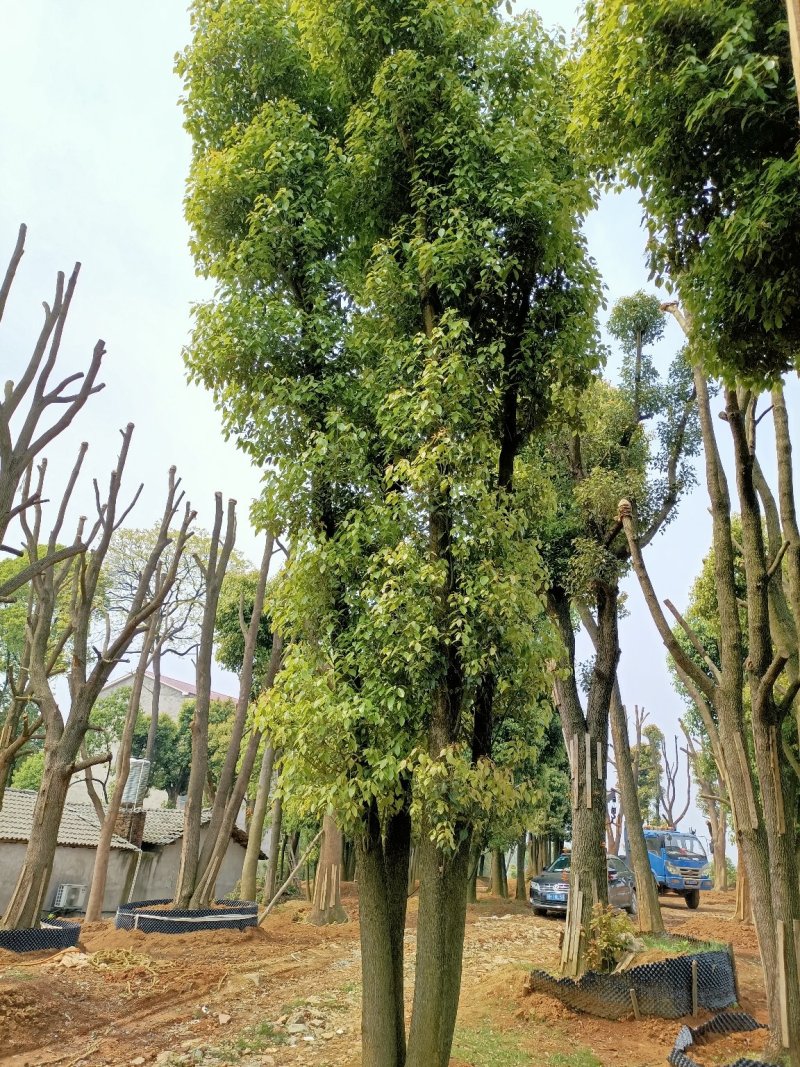 40-200公分丛生香樟自家苗圃，基地直销，一手货源。