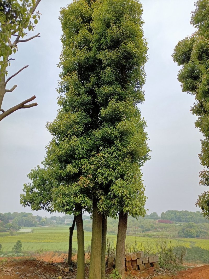 40-200公分丛生香樟自家苗圃，基地直销，一手货源。