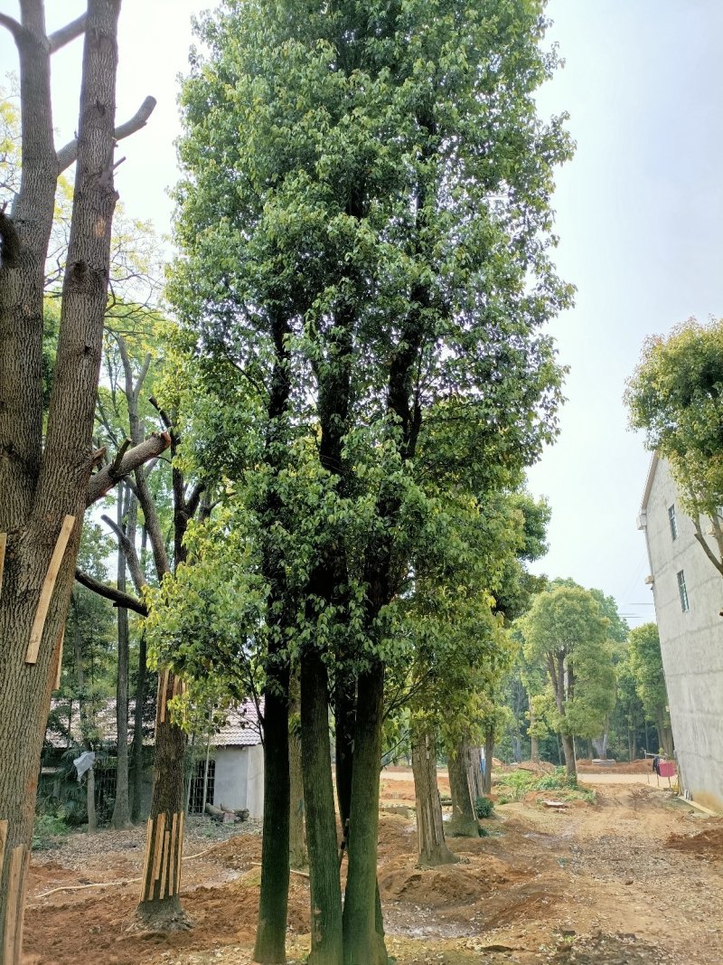 40-200公分丛生香樟自家苗圃，基地直销，一手货源。