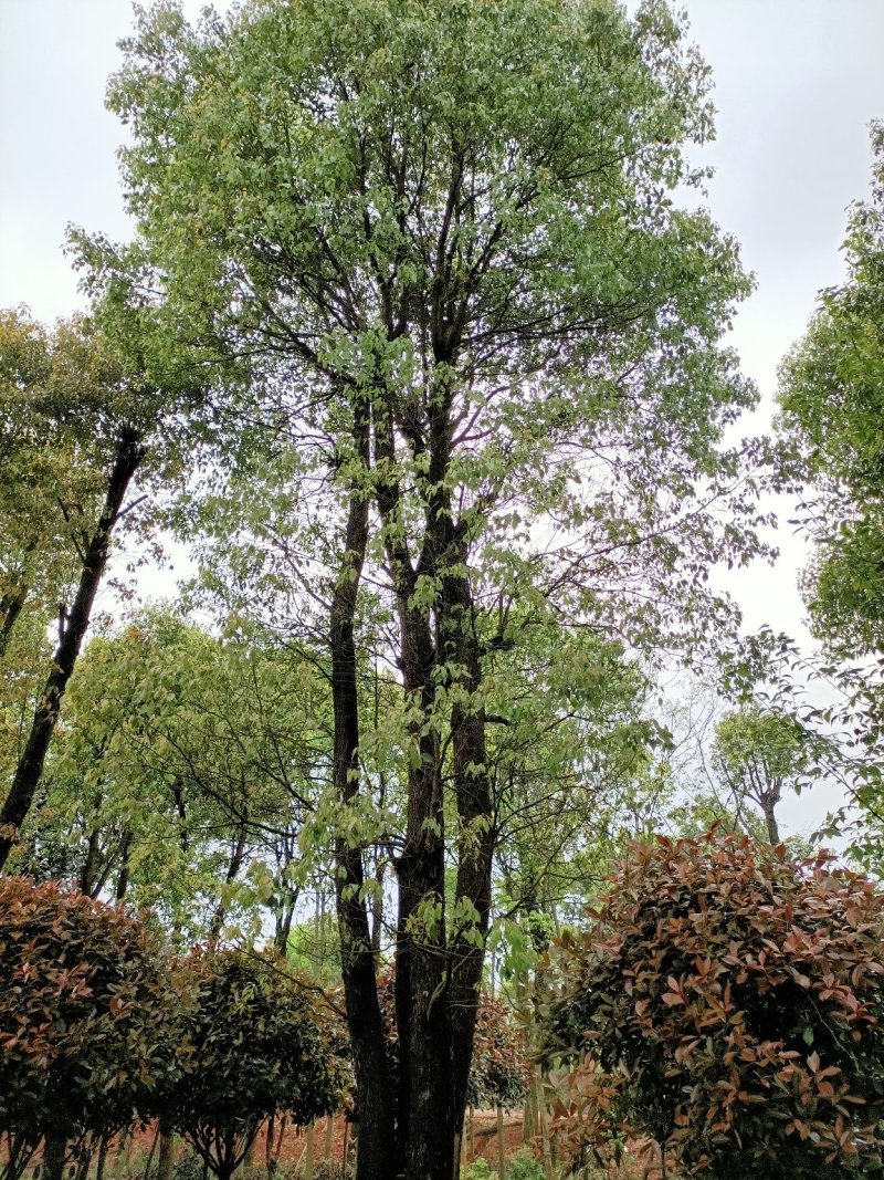 40-200公分丛生香樟自家苗圃，基地直销，一手货源。