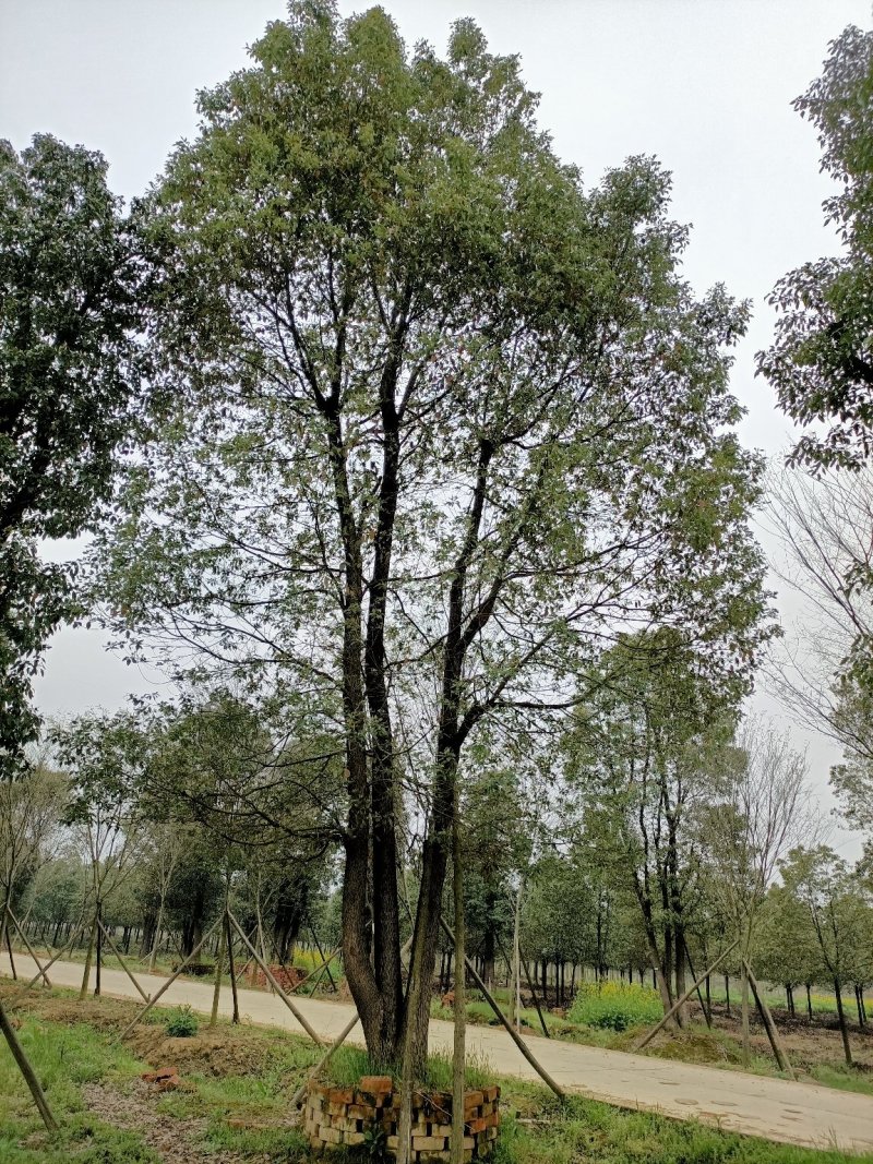 40-200公分丛生香樟自家苗圃，基地直销，一手货源。