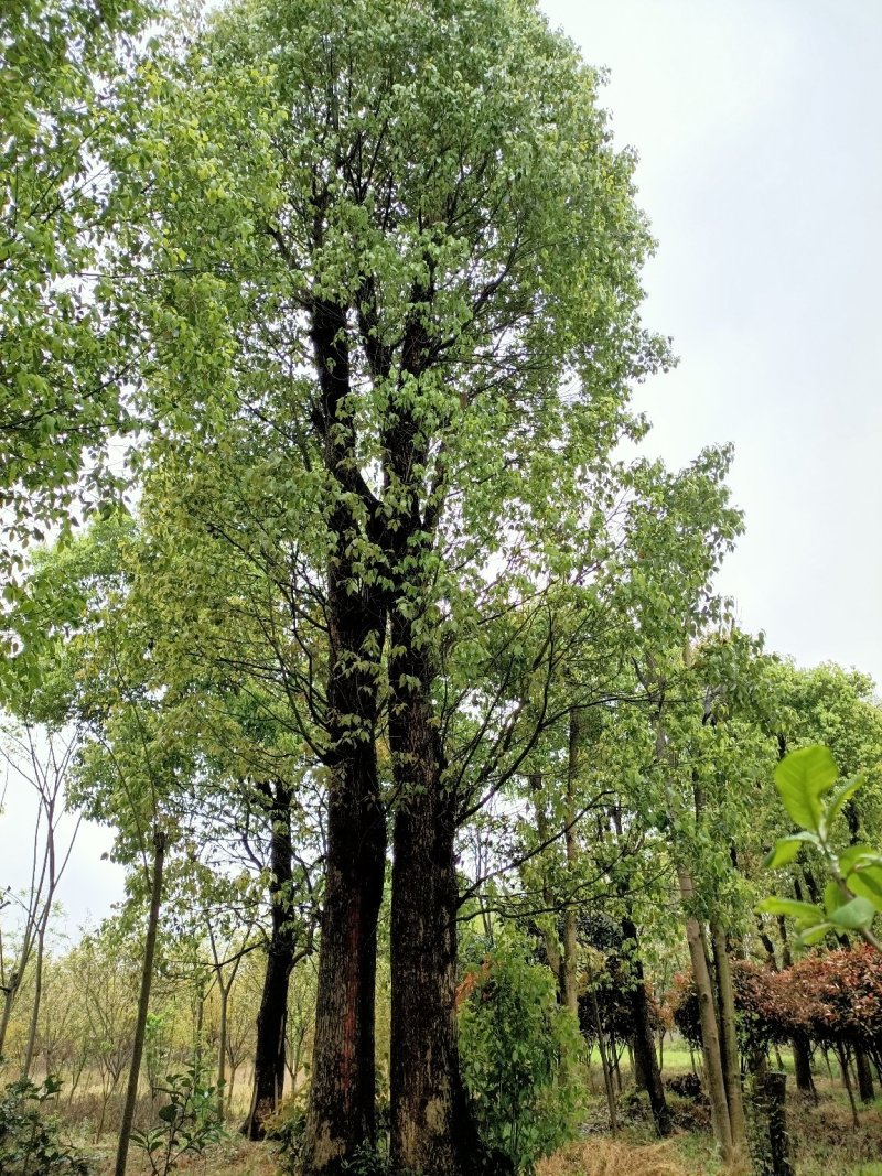 40-200公分丛生香樟自家苗圃，基地直销，一手货源。