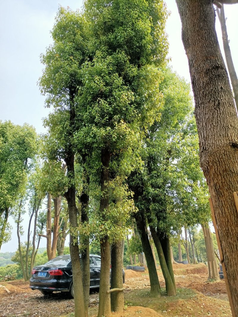 40-200公分丛生香樟自家苗圃，基地直销，一手货源。