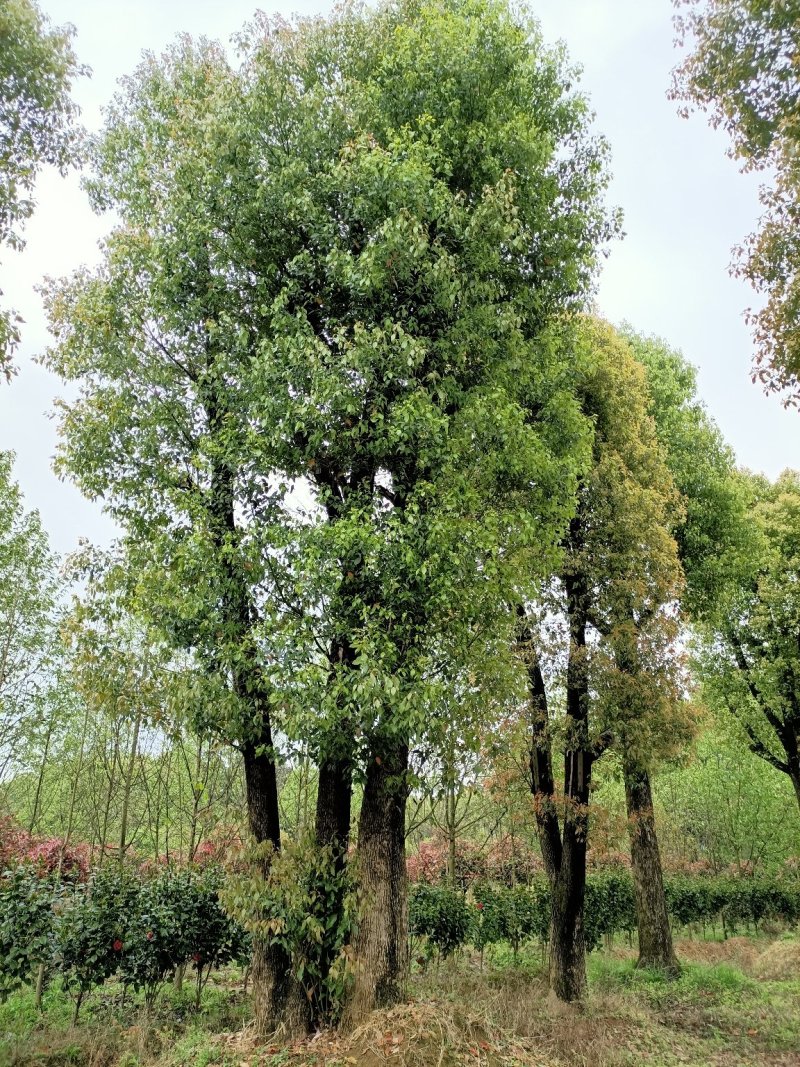 40-200公分丛生香樟自家苗圃，基地直销，一手货源。