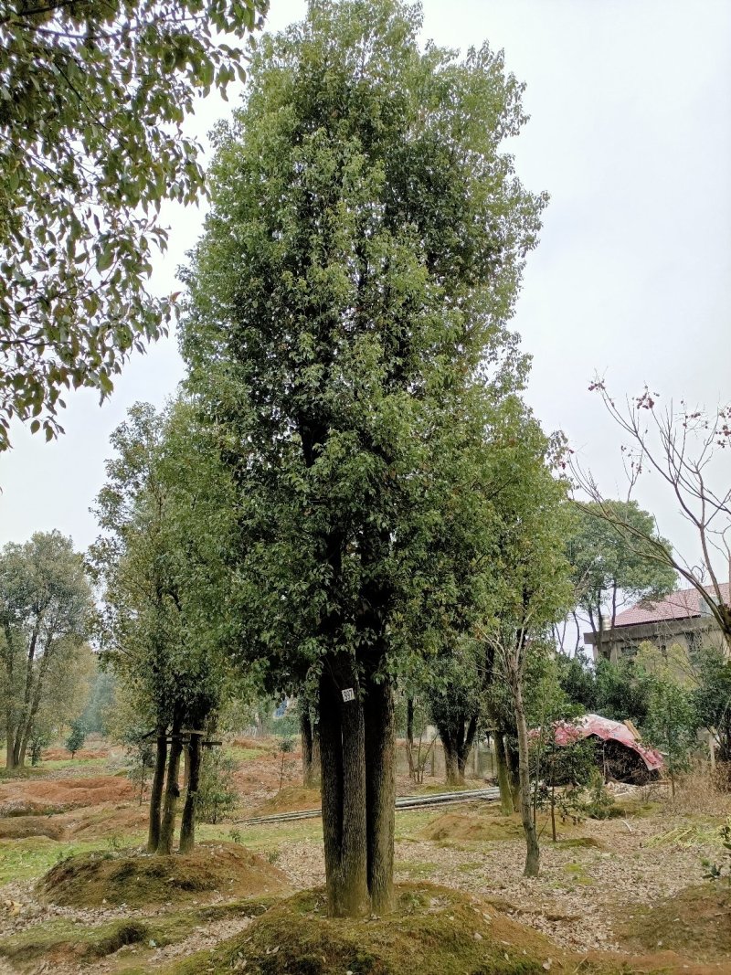 40-200公分丛生香樟自家苗圃，基地直销，一手货源。