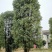 40-200公分丛生香樟自家苗圃，基地直销，一手货源。