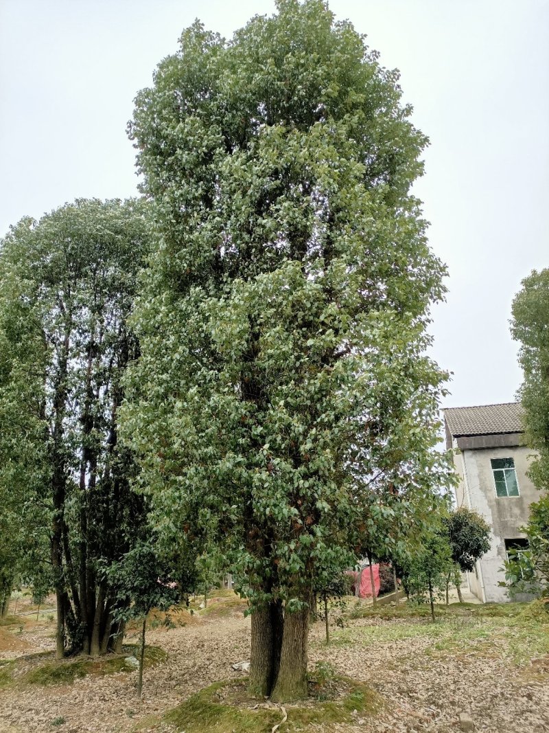 40-200公分丛生香樟自家苗圃，基地直销，一手货源。